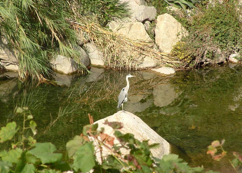 Airone cenerino Ardea cinerea